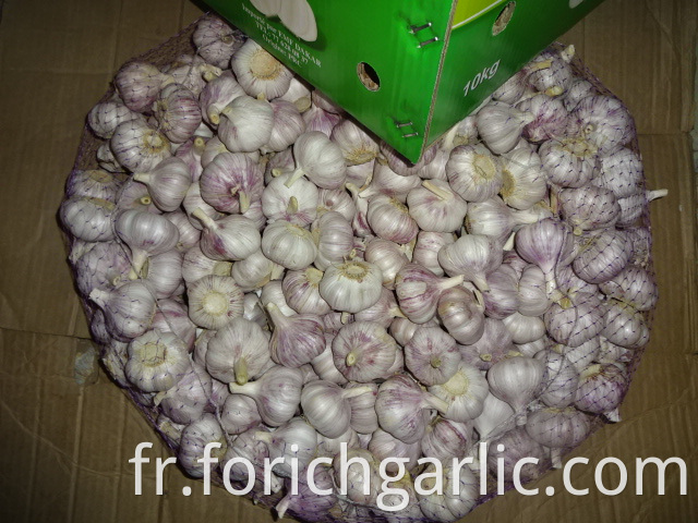 Regular White Garlic